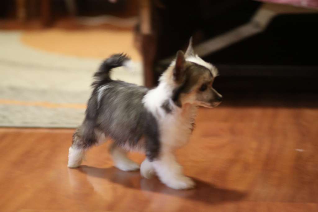 Denville Ozi Navarra