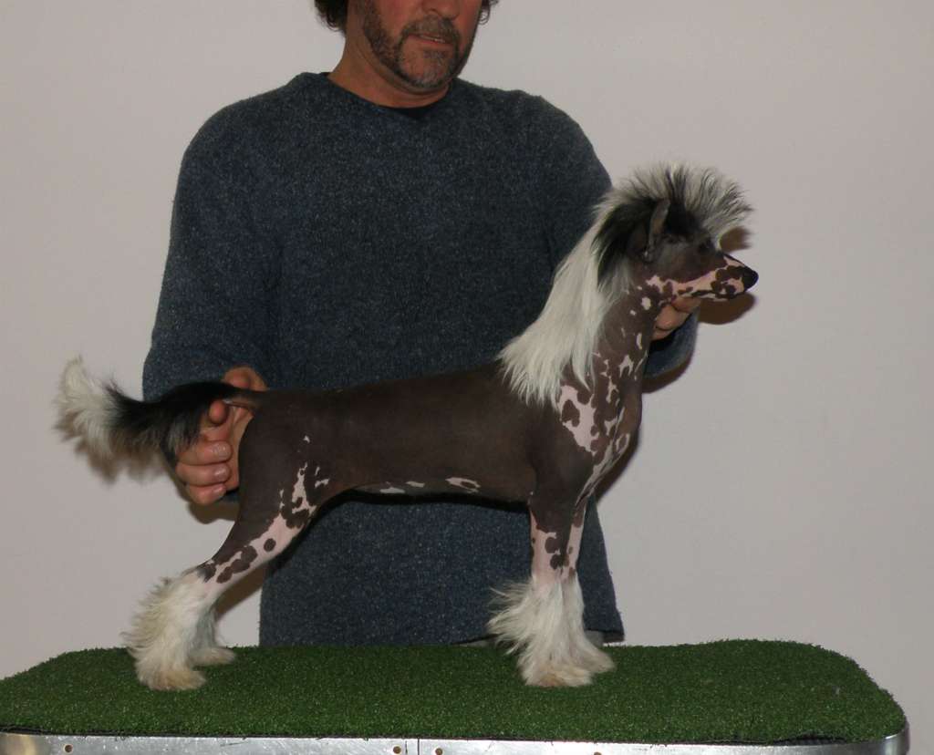 Mailio Bald In Blackbean Sauce