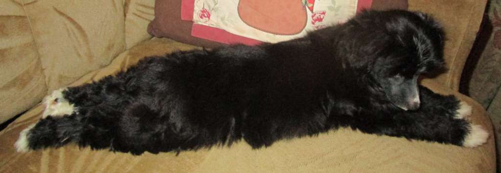 Scherzando Black Queen