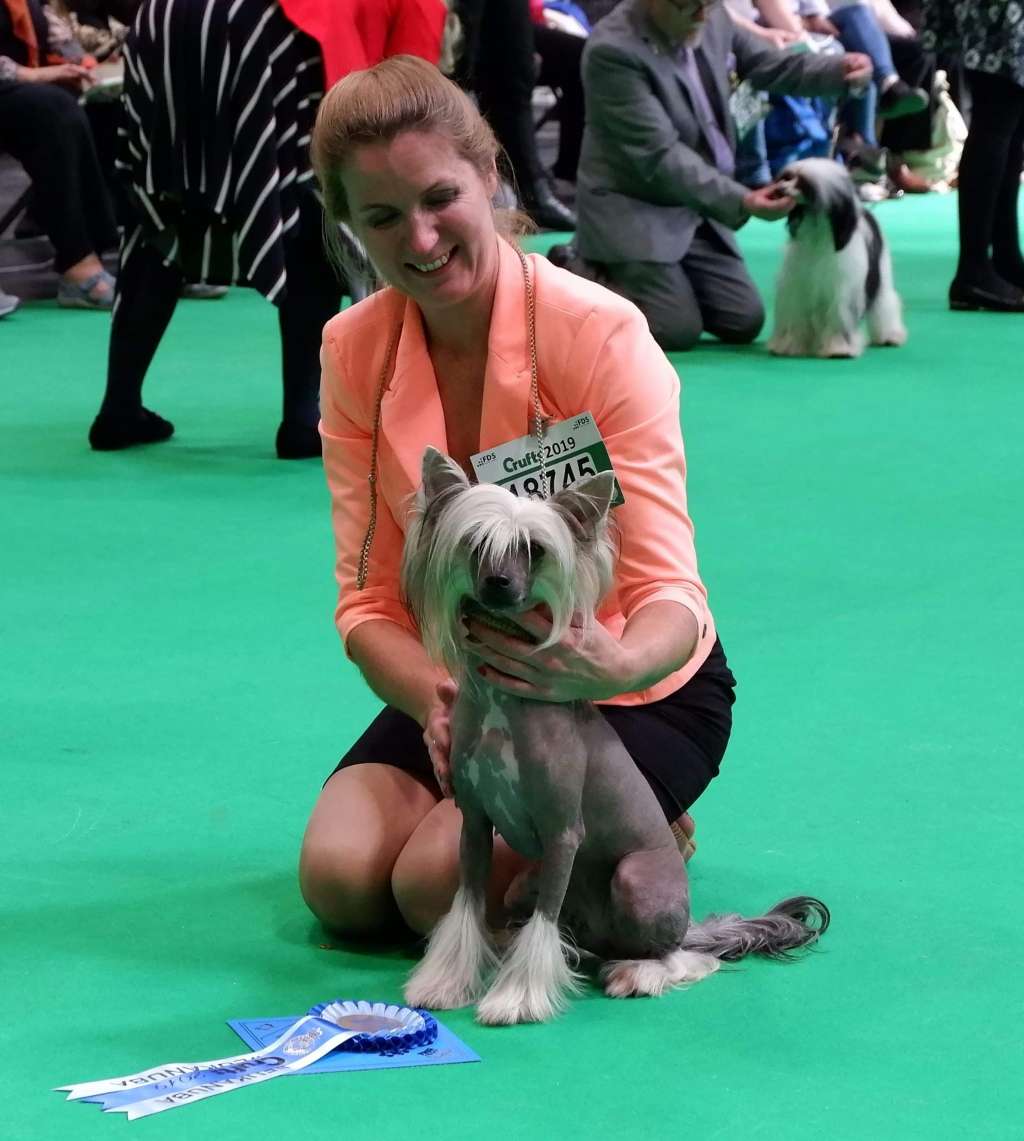 Blanche Intelligent Insolite Familier