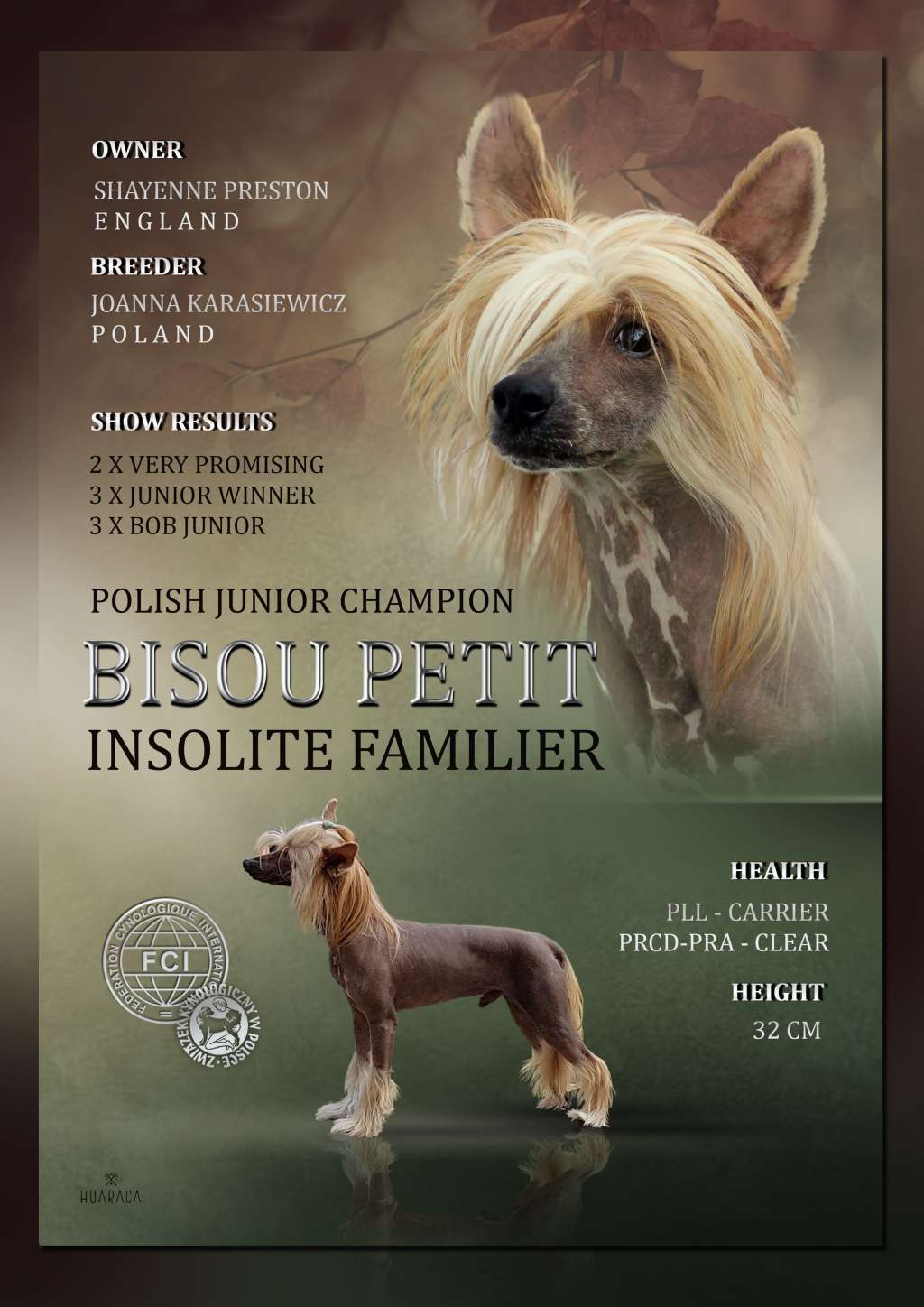 Bisou Petit Insolite Familier