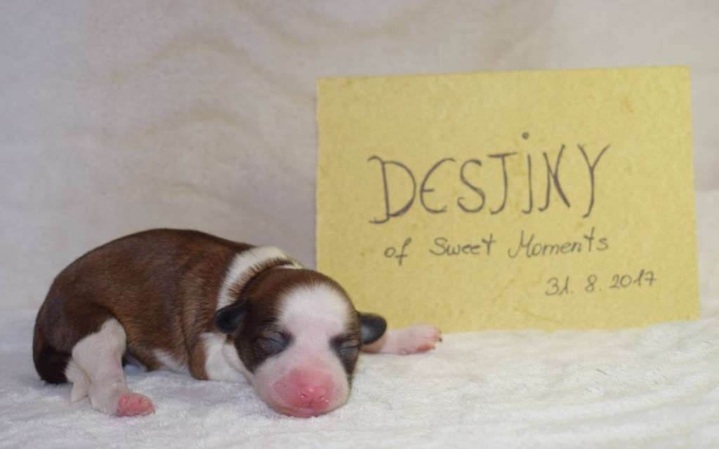 Destiny Sweet Moments