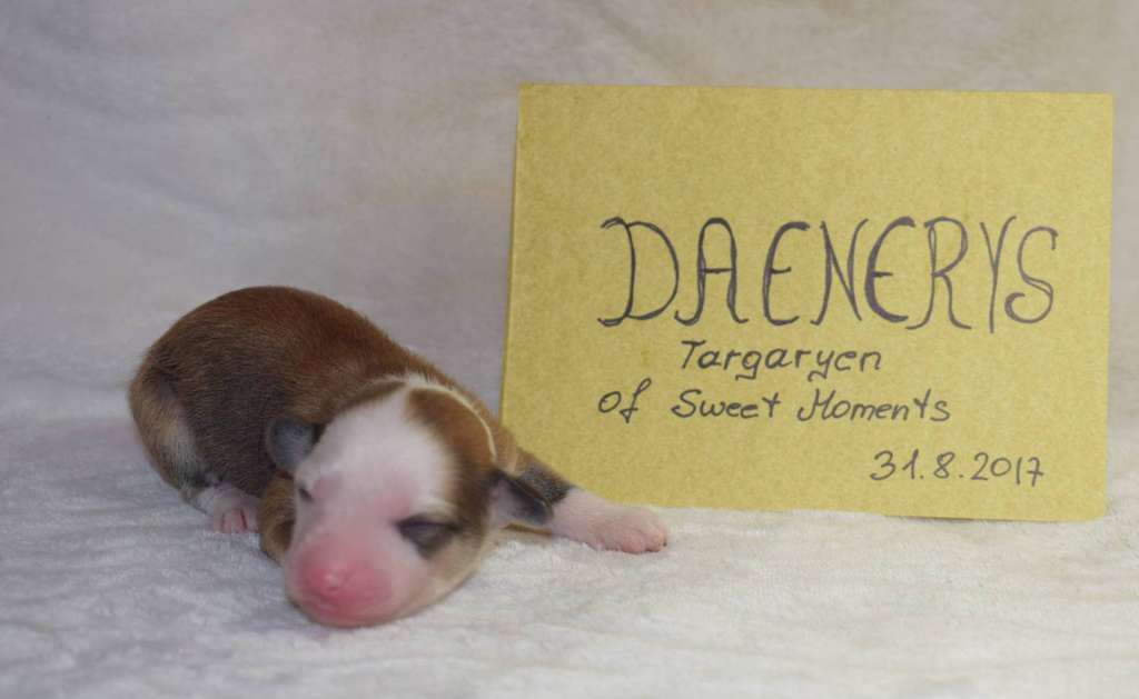 Daenerys Targaryen Sweet Moments