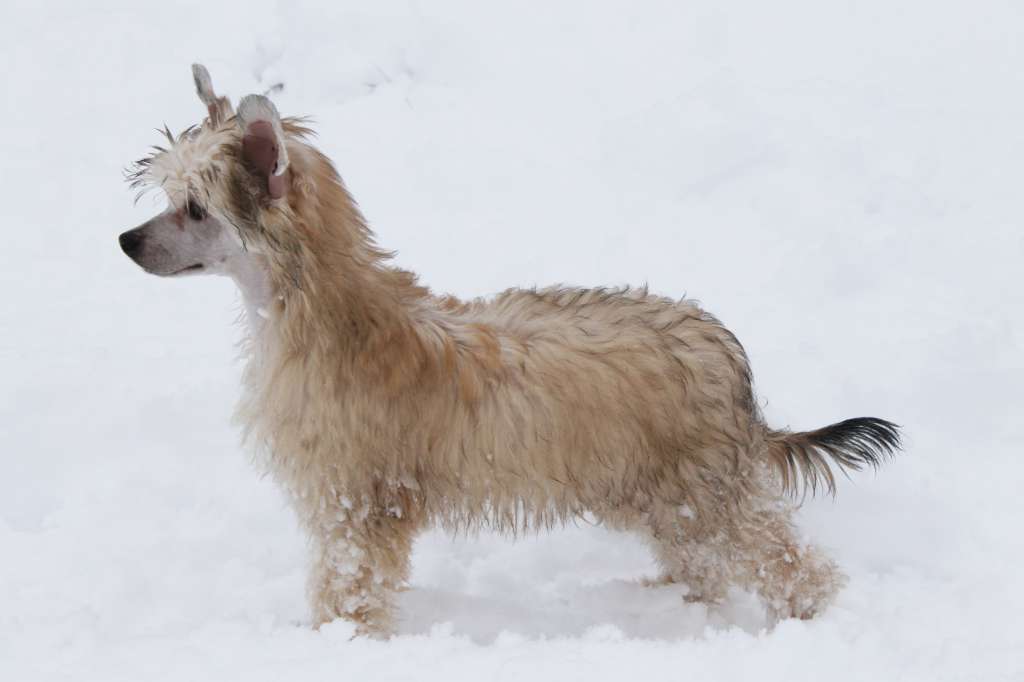 Sol'tanto Je T'adore