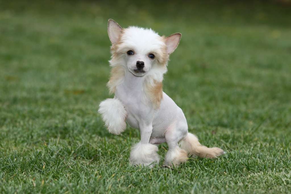 You Rock My World Princes de la Roses