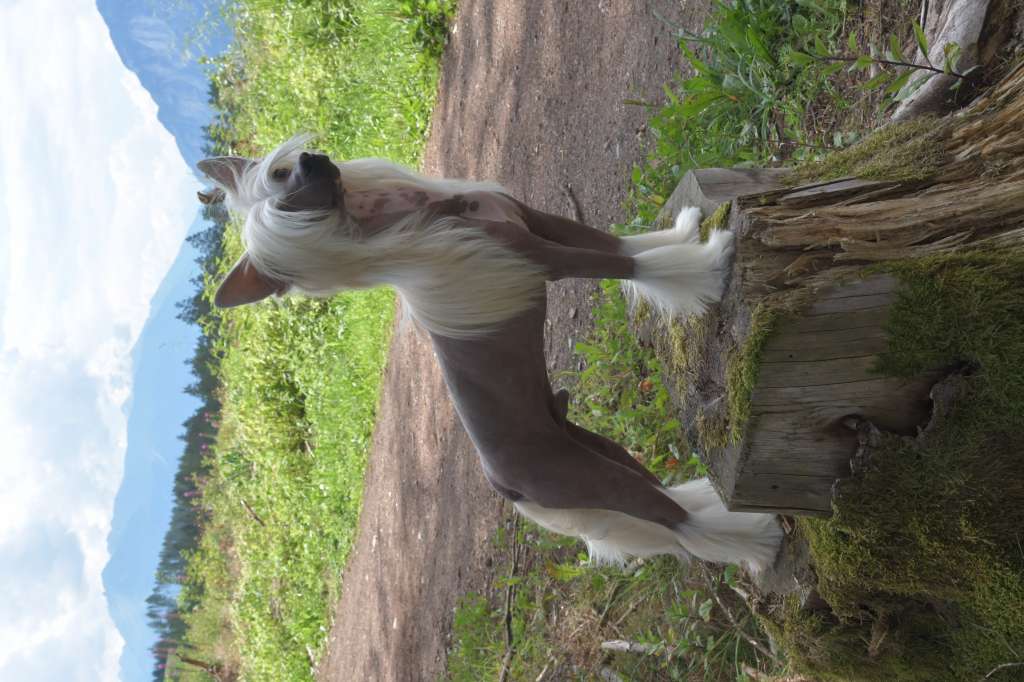 You'll Be In My Heart Princes de la Roses