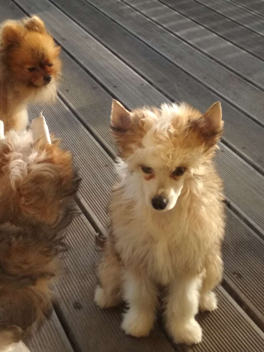 Beauty powder Ankadi