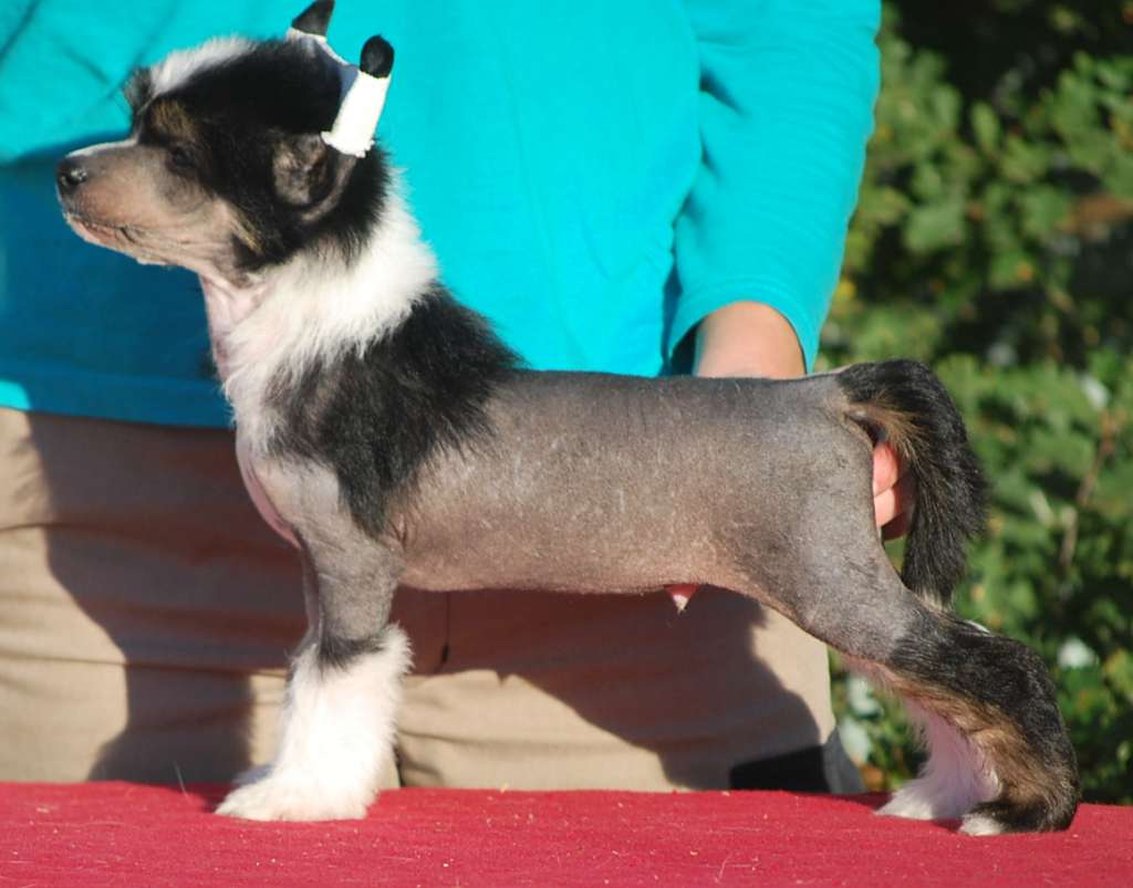 Little Dog Of Dream Nino Cerruti