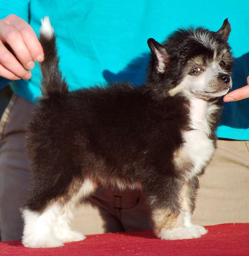 Little Dog Of Dream Naf Naf