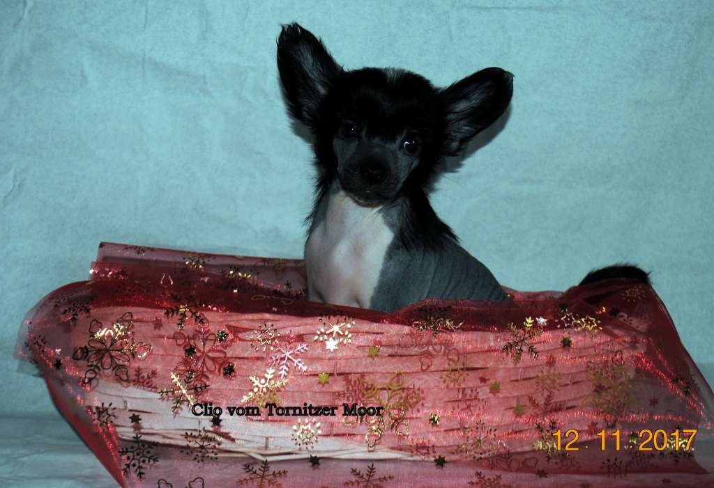 Clio vom Tornitzer Moor