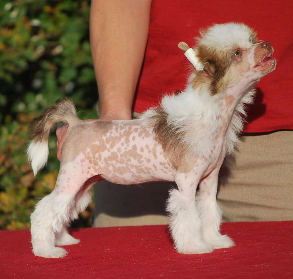 Little Dog Of Dream Niagara