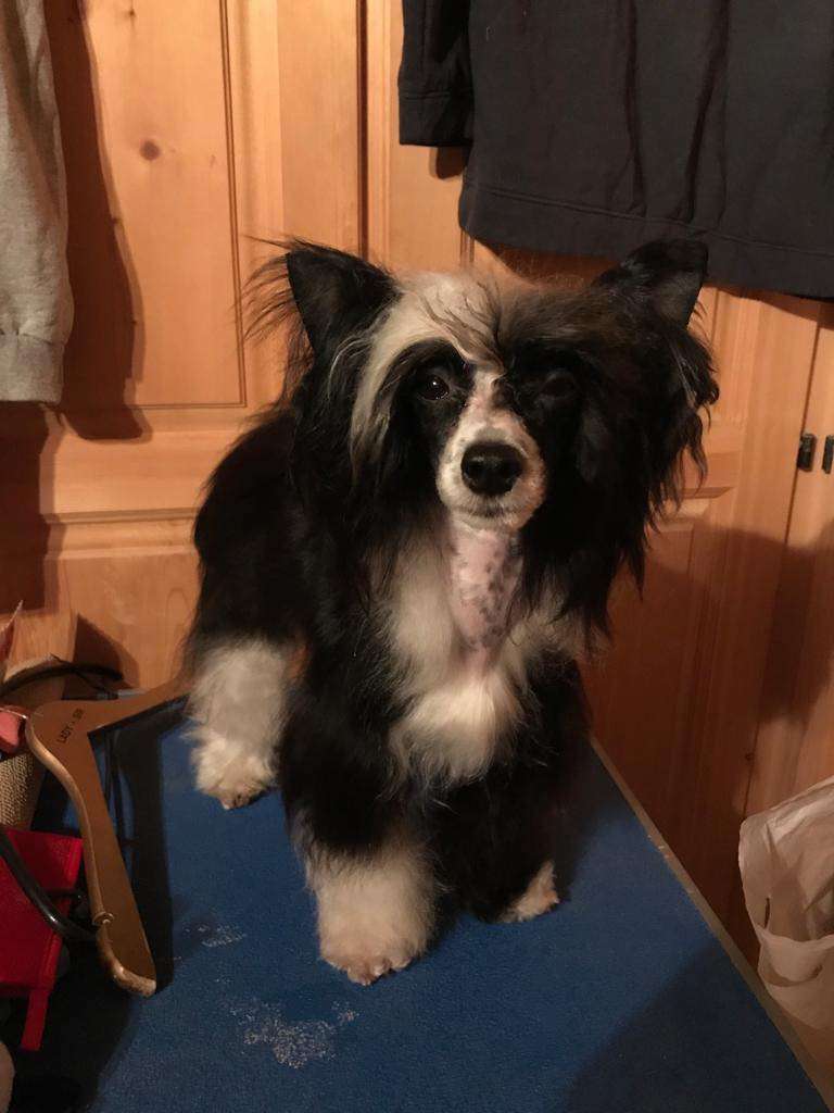 Archiebald Cerberus Crumerum