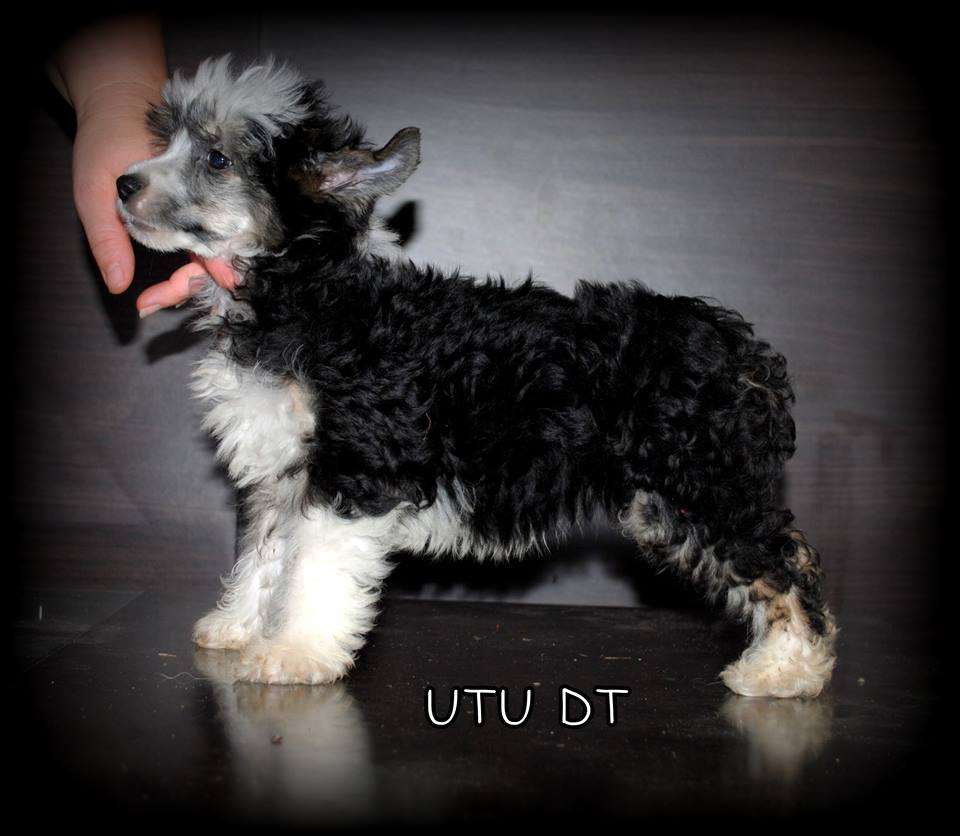 Utu Dwie Tecze