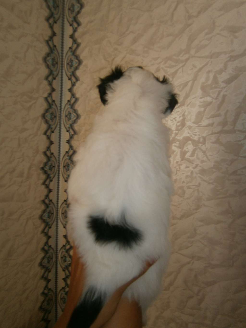 Shevalier de Sant Armand