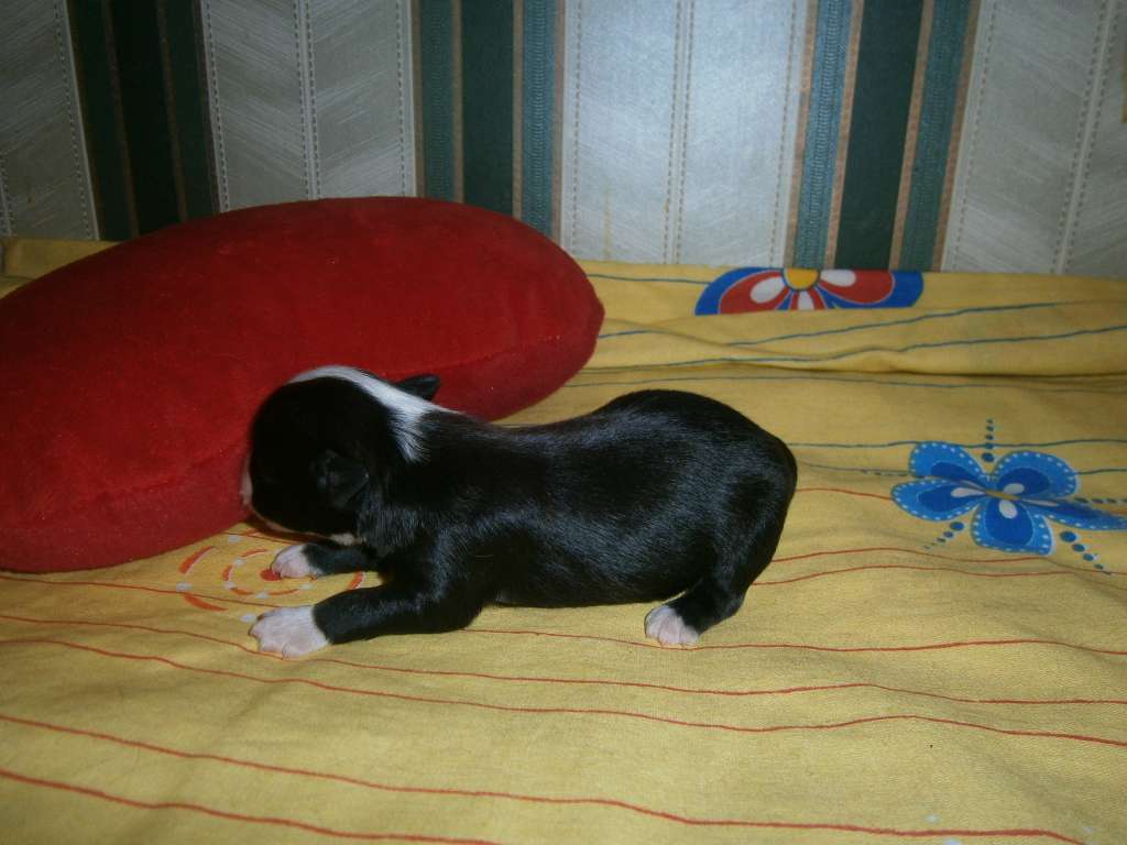 Sherman Bane Flying Dreams