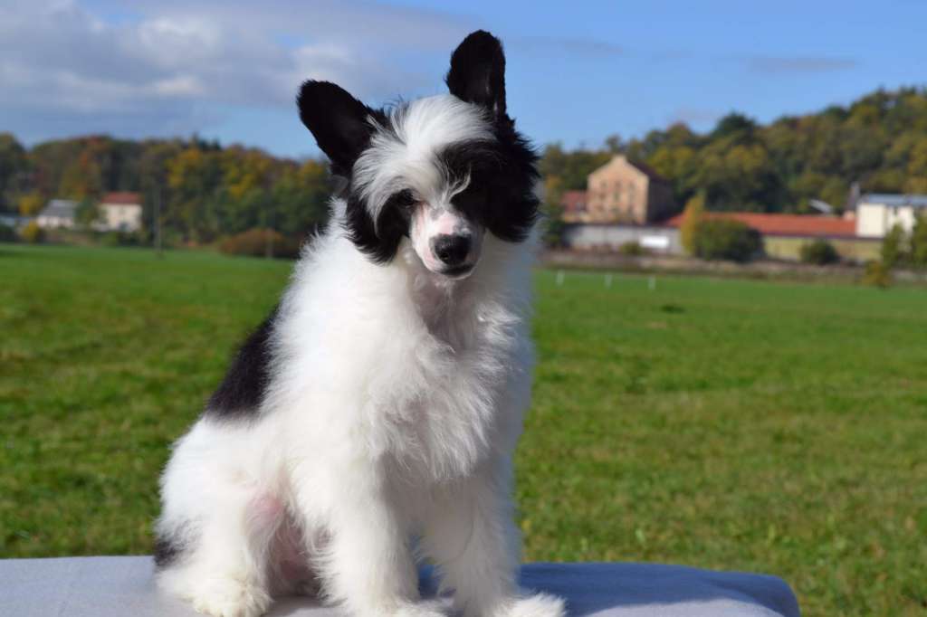 Bronco Marley Pompinell