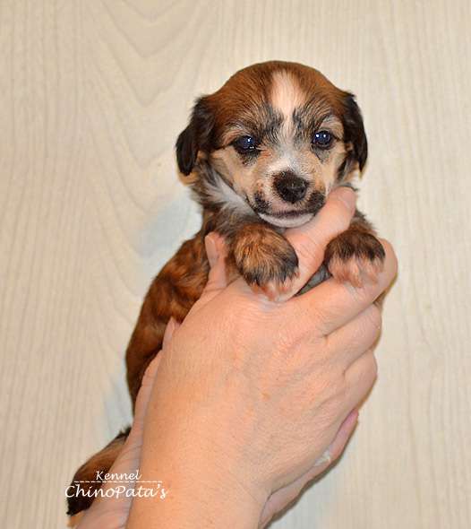 ChinoPata's Jane Dot Not Doe