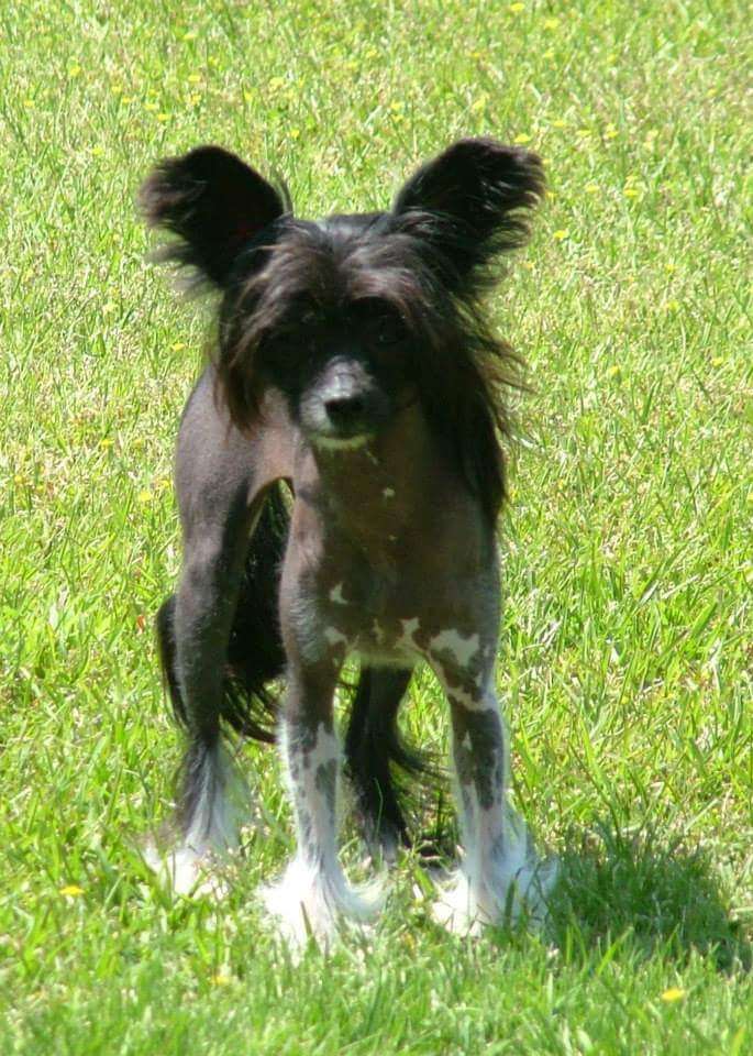 Dainty Little Moonbeams At HHC