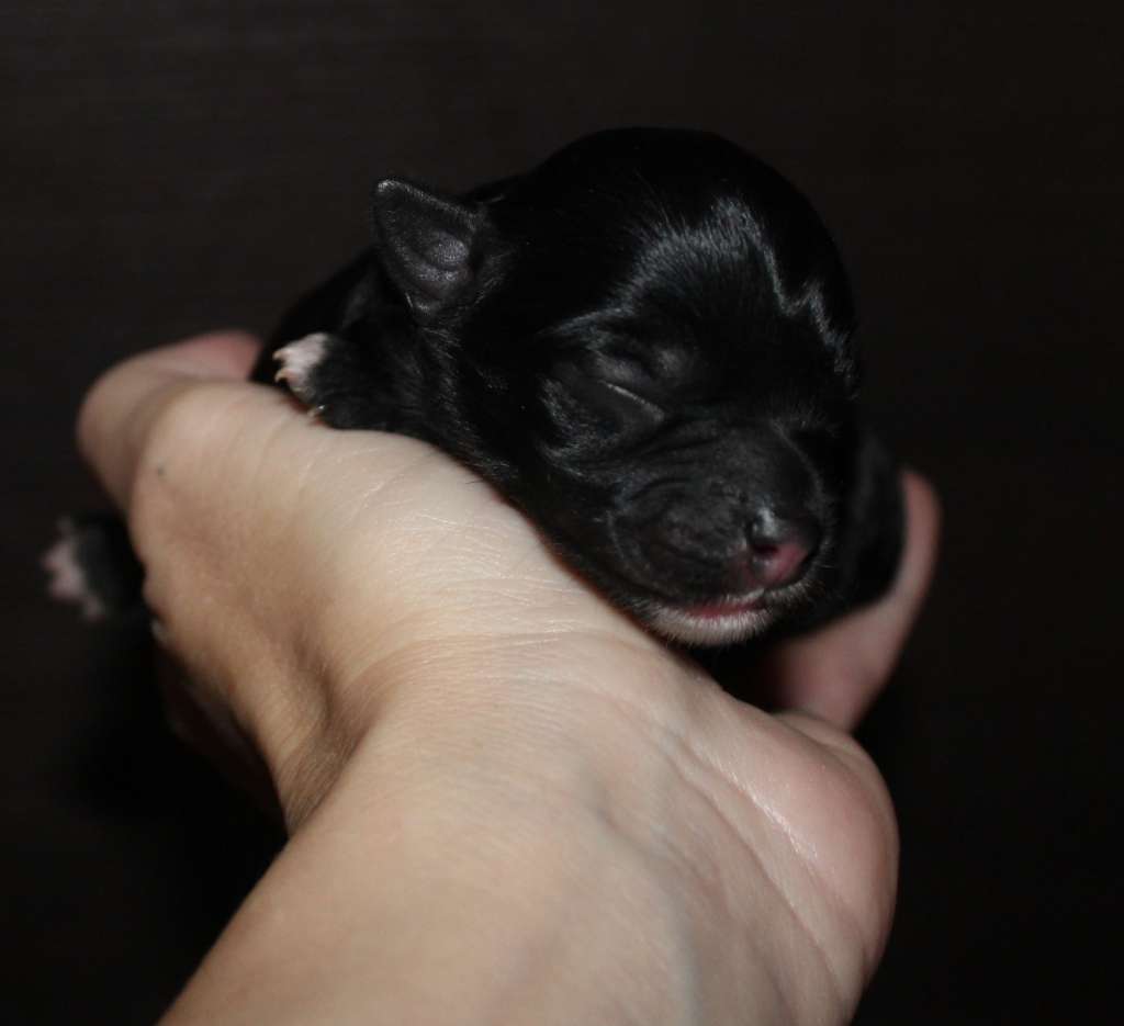 Charuyuschiy Soblazn Ch...