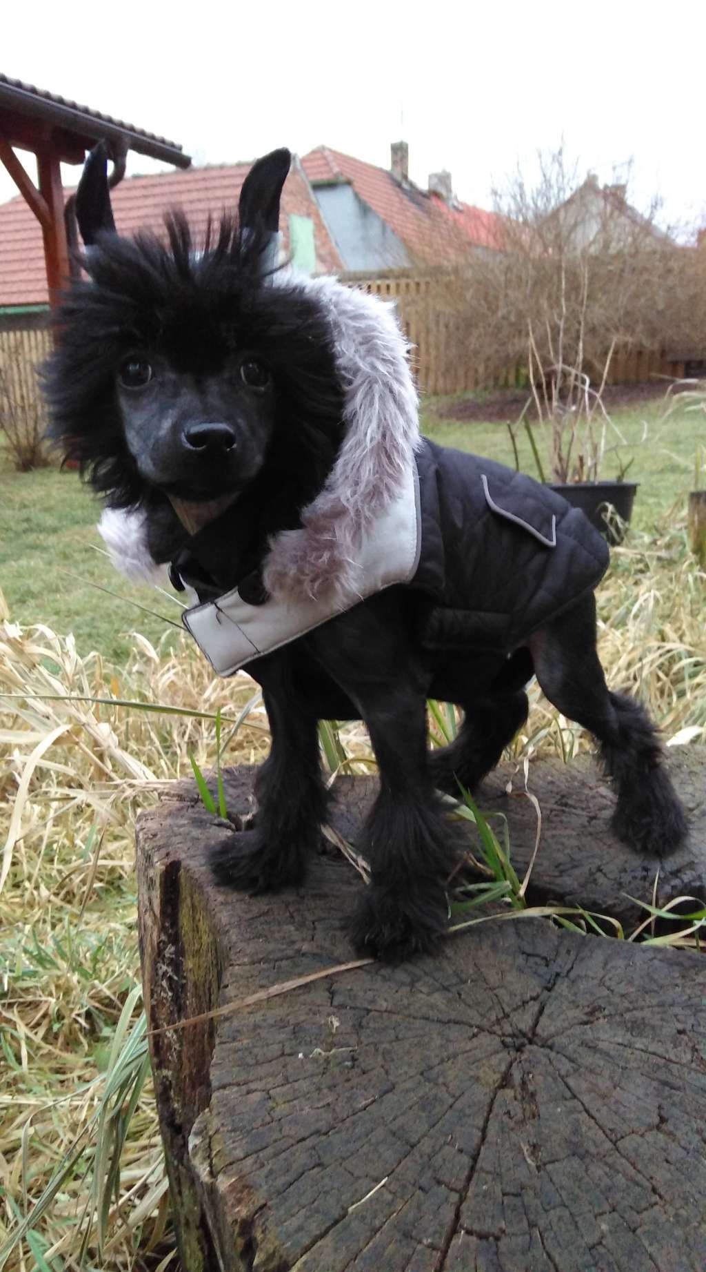 Hyrrokkin Toutou Velu