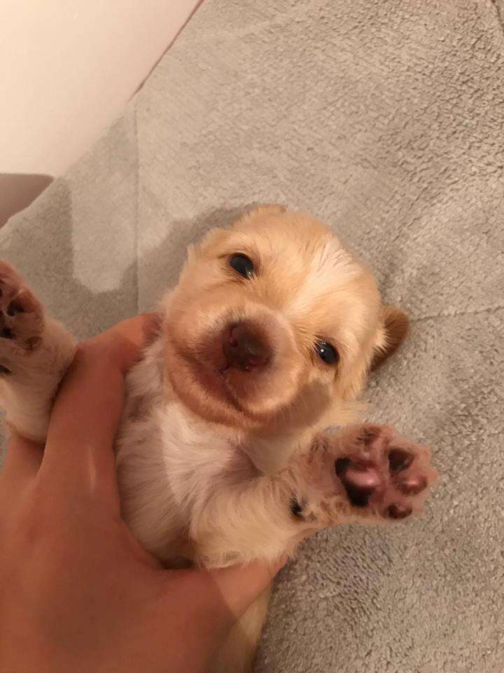 Néfertoun de L'Antre de Hôkô