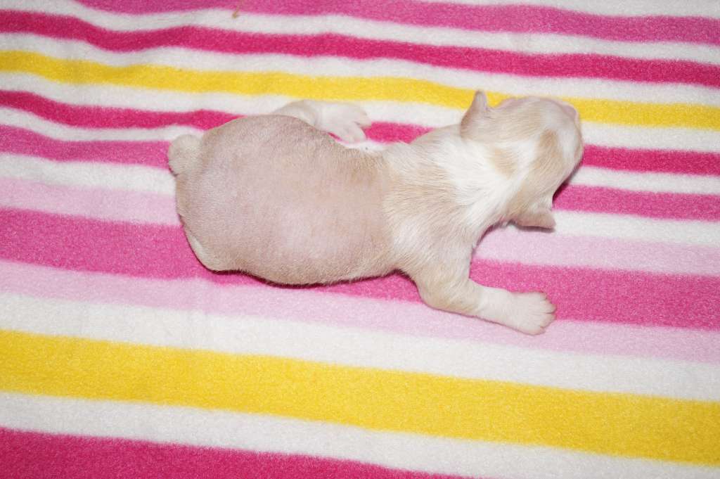 Sun Dan Hefner's Favorite Playmate