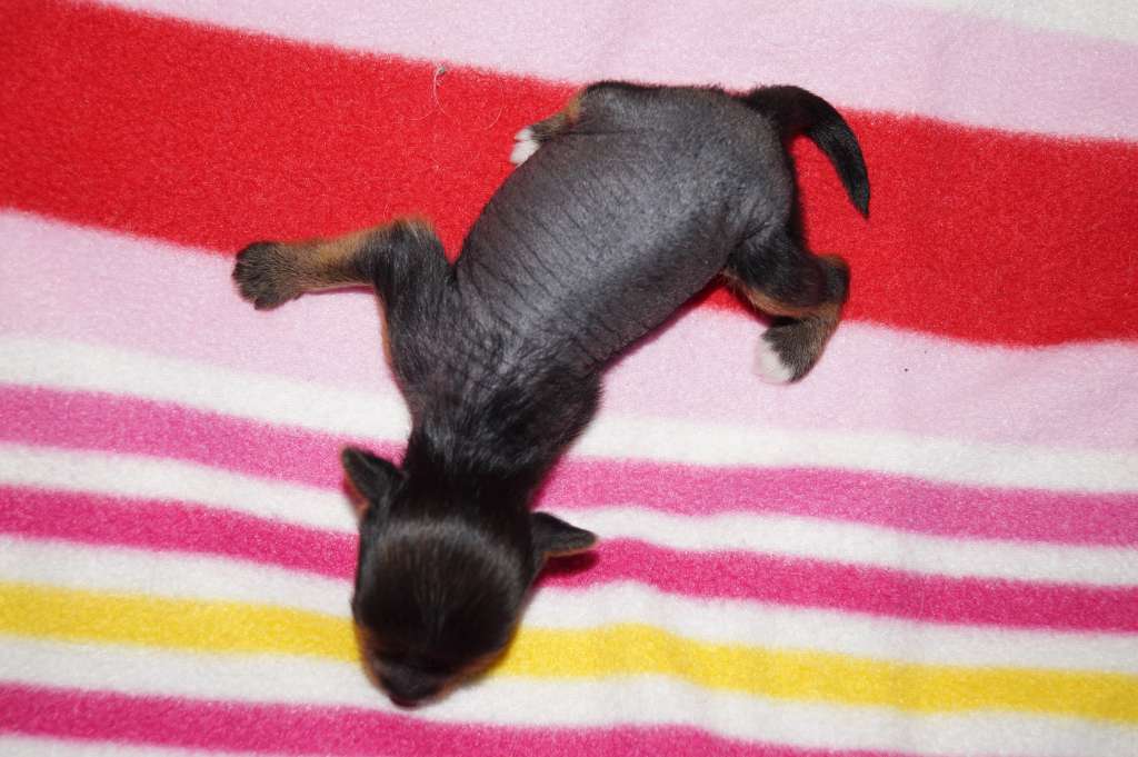 Sun Dan Mistress Of The Dark