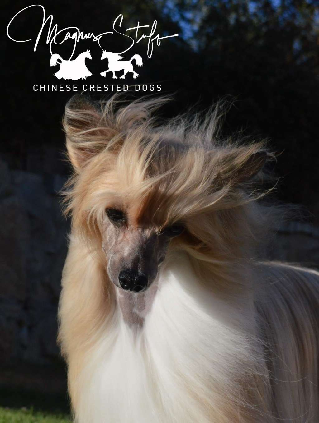 CH Magnus Staff Underground