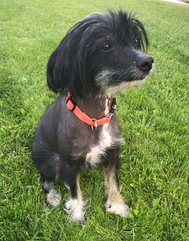 Sofiris Show Zesty Pepper