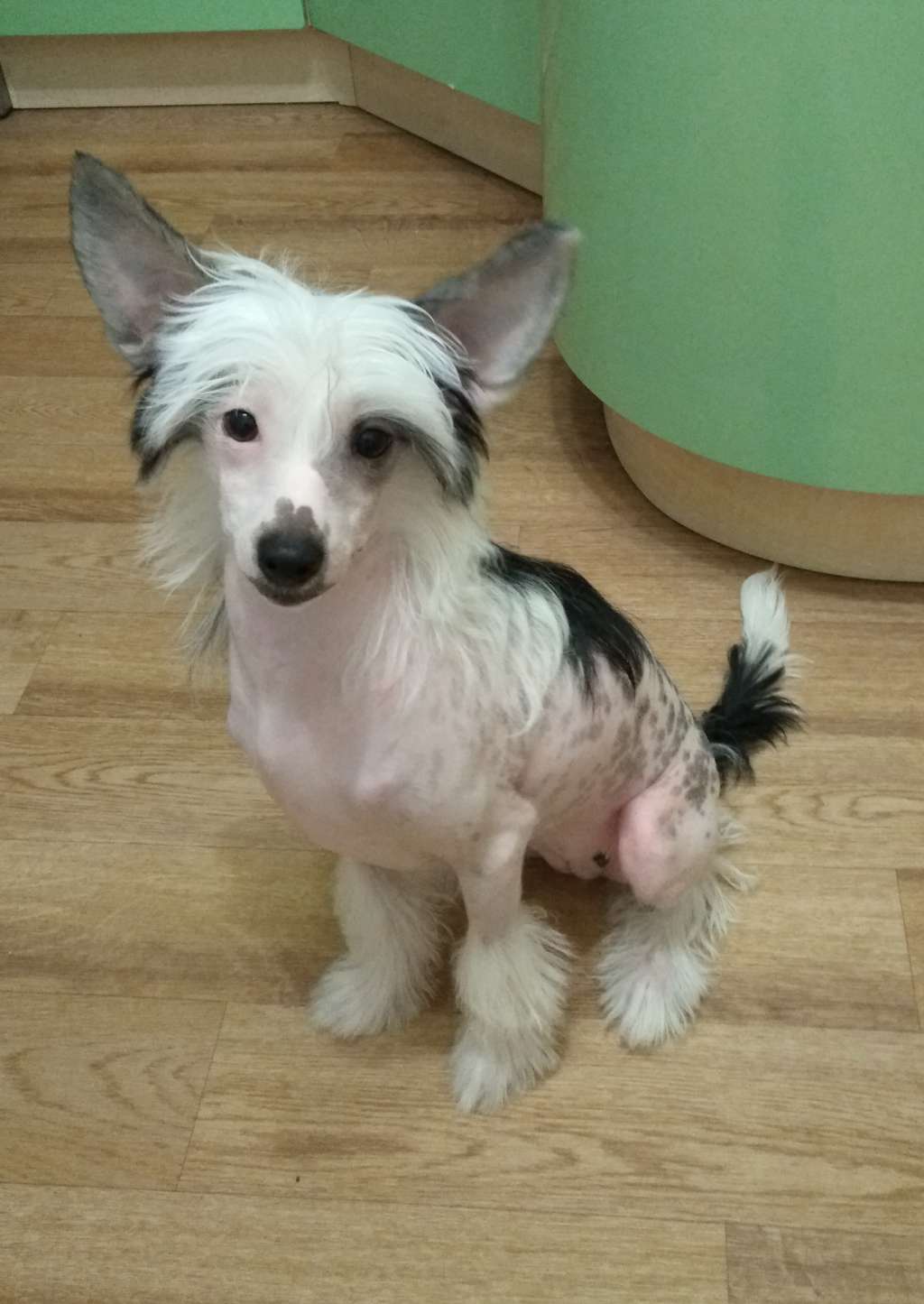 Kovimoti Andra Vaidilaiti American Icon       Soba