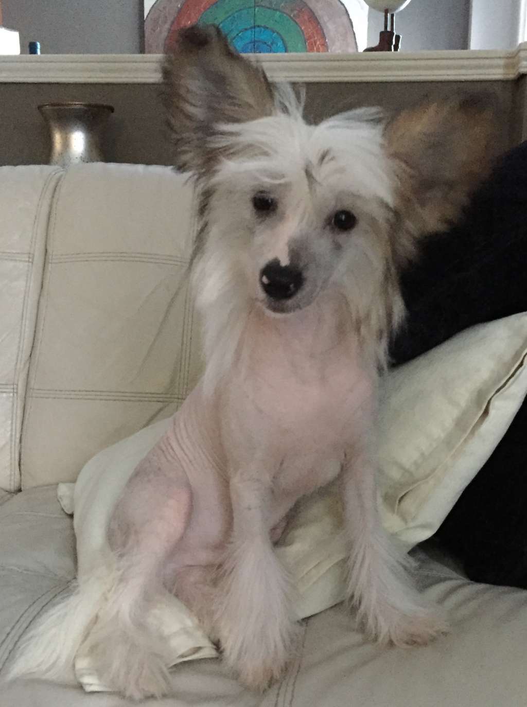 Gardines Flying Spur