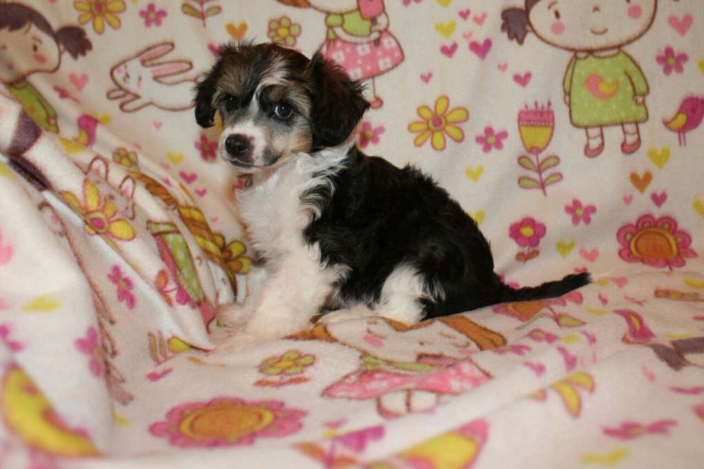 Ognenny Lotos Villi Vonka