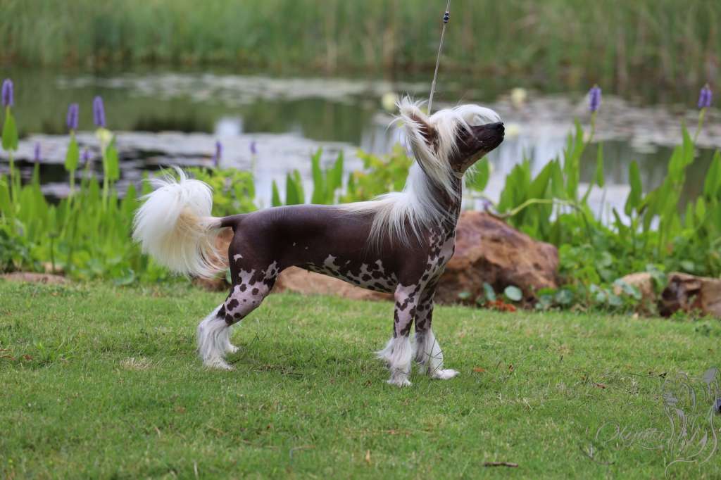 Tila Tequila Gattaca