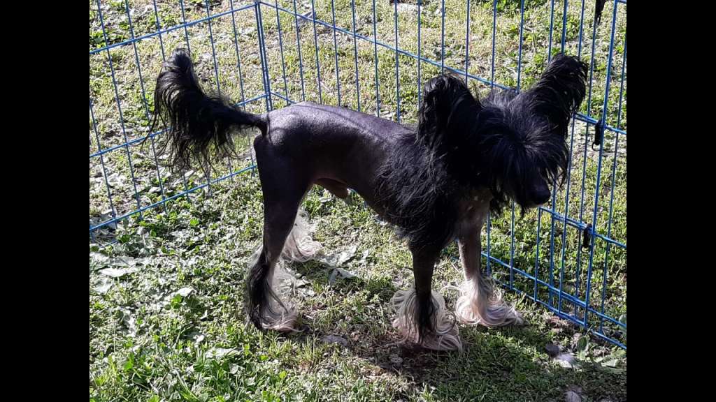 Castlecoves Prince Prance A Lot