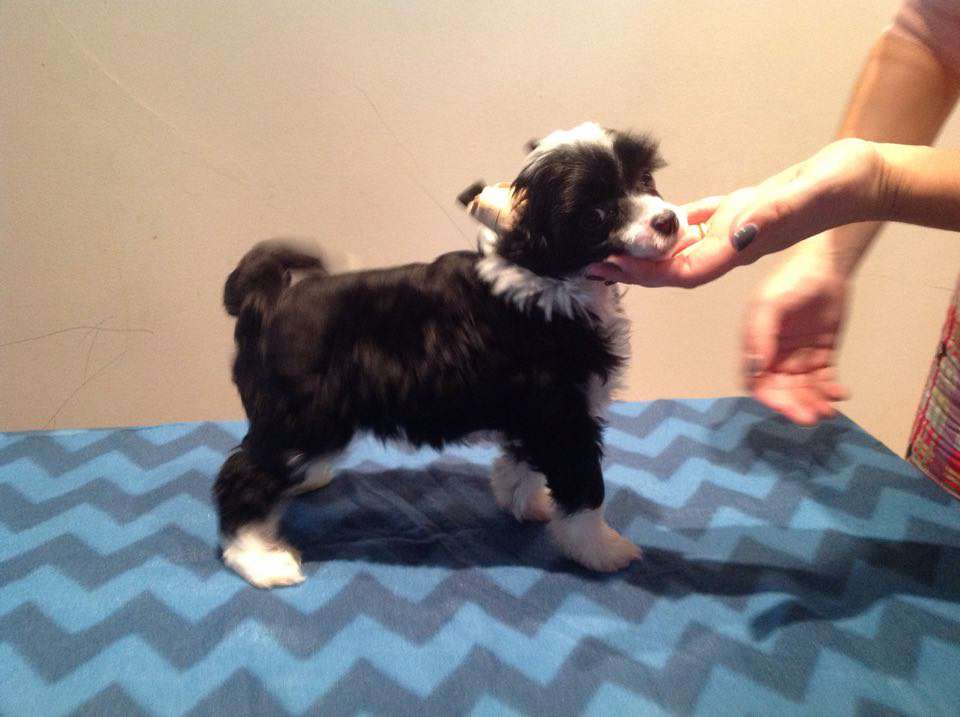 Fifty Cent de Komorebi Dreams