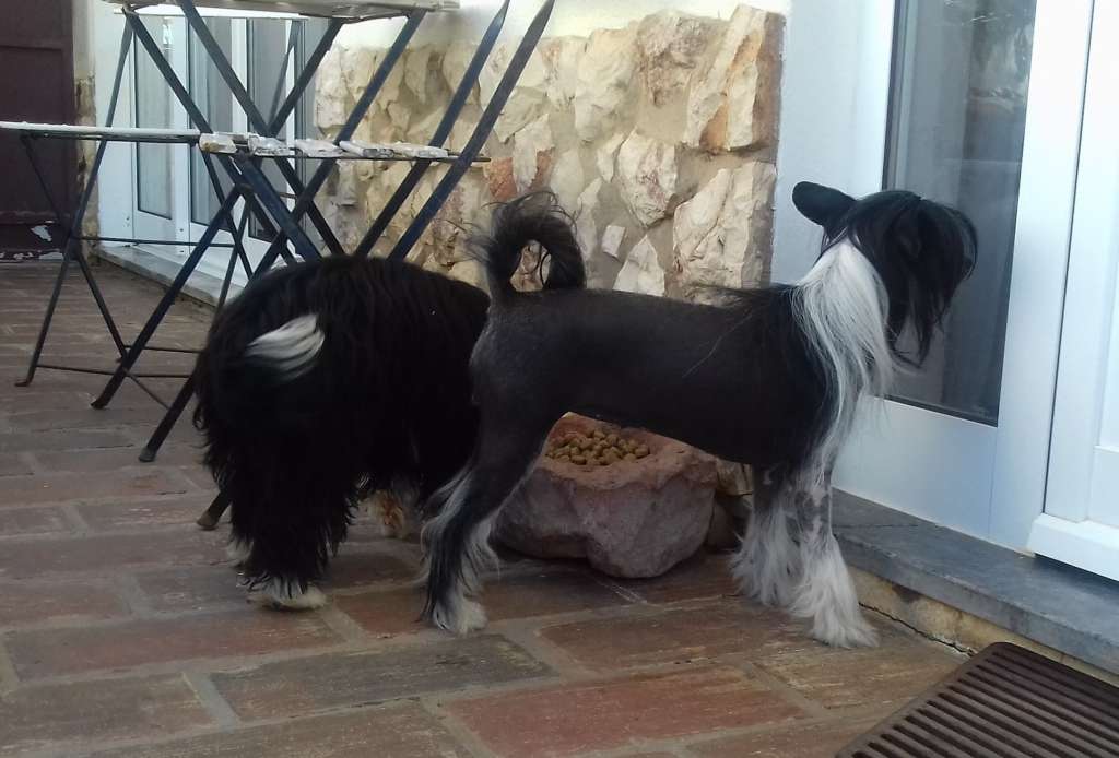 F. Croela da Casa Algarvia