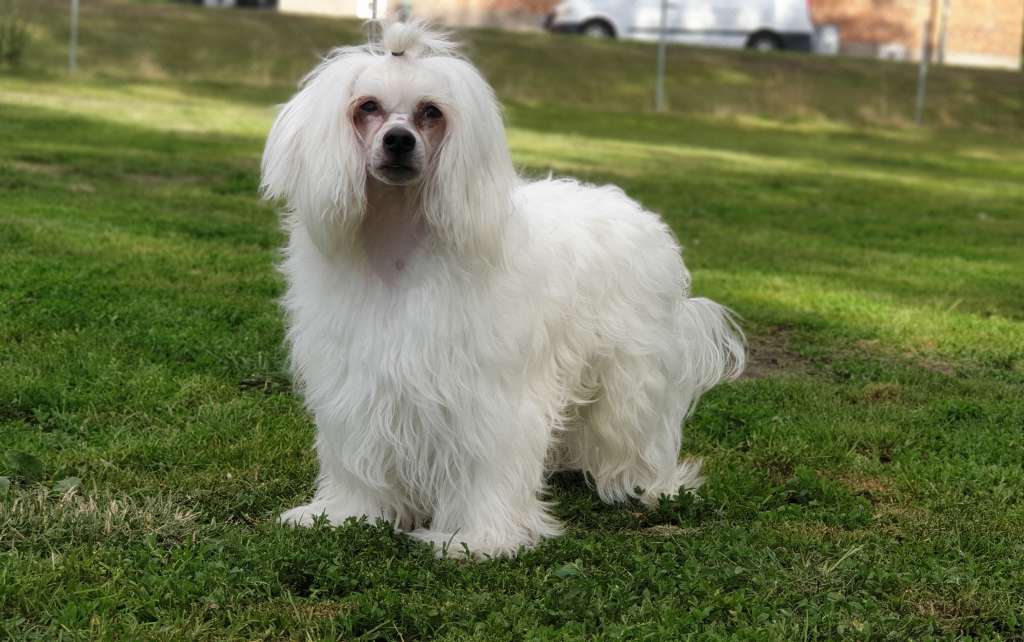 Proud Pony Quickstep