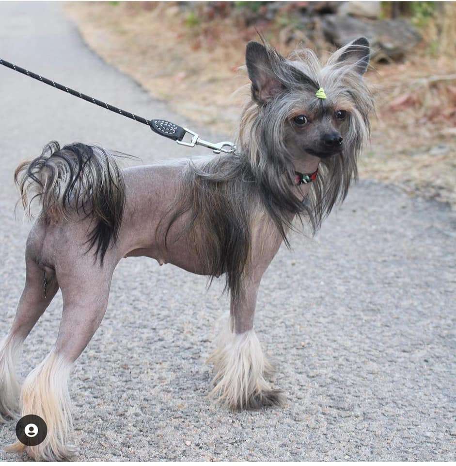 Minerva de Lybóriu's Legacy