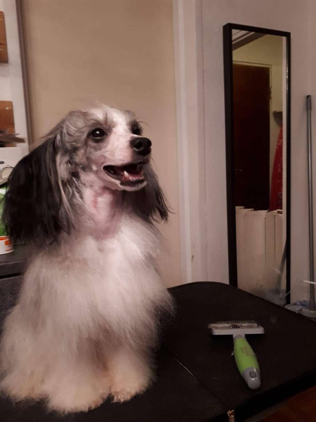 Pufflepaws Mr Rum Tum Tugger