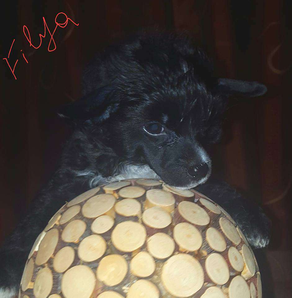 Amaya Mama Mia Amore Maughem