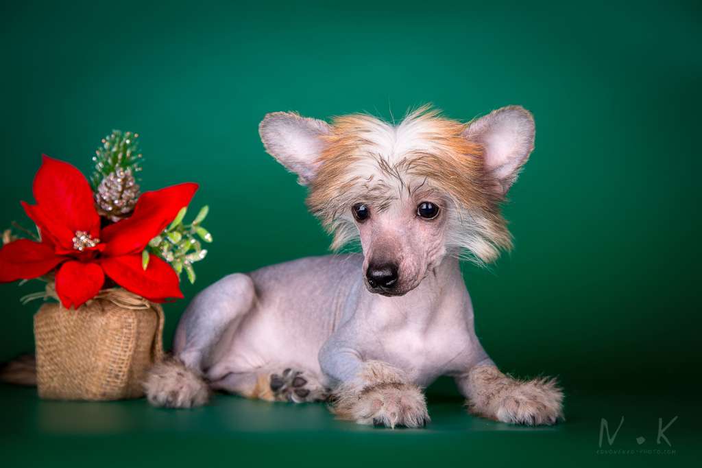 Grand Passage Vincent