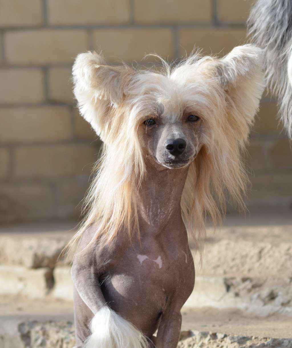 Ataman iz Sozvezdiya Khana