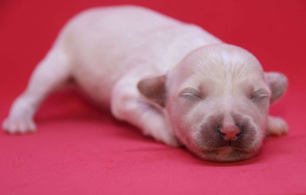 Urian Starlight Diamond Place