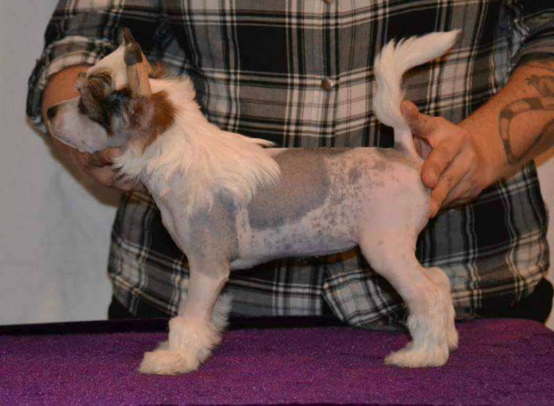 Angelcrest Bellatrix