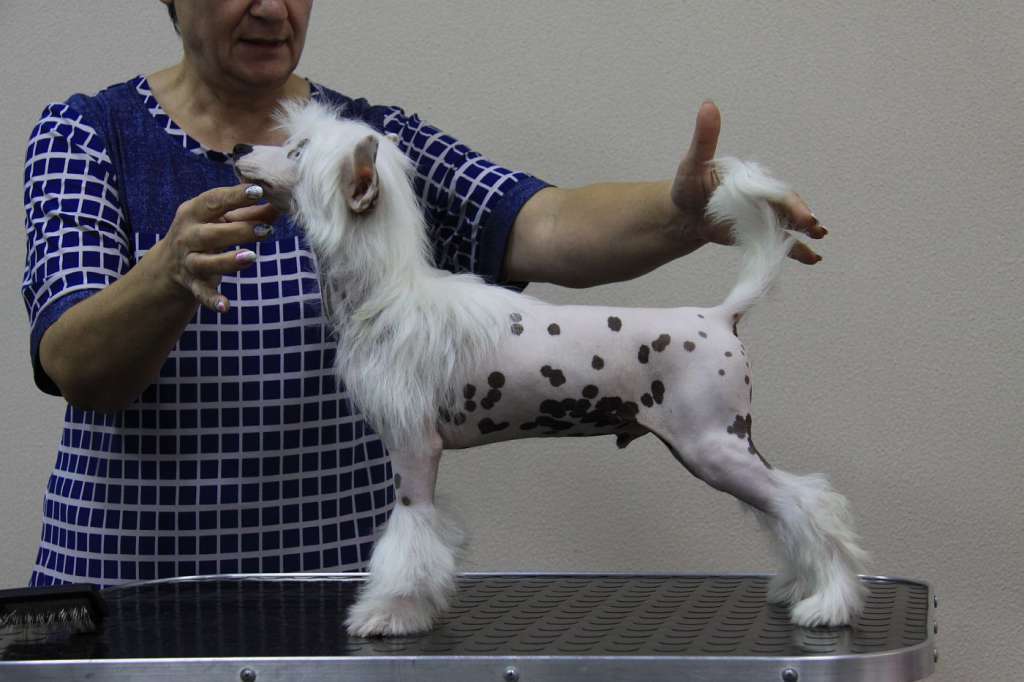 Zheneva-Debjut  FORD