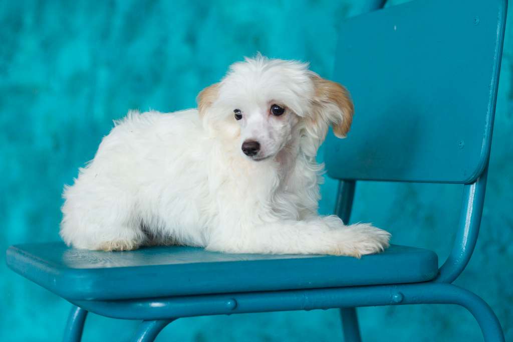 Galateya belyy shelk