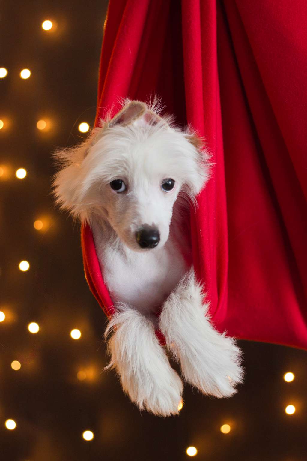 Geral'd Pyatnistoye Schast'ye