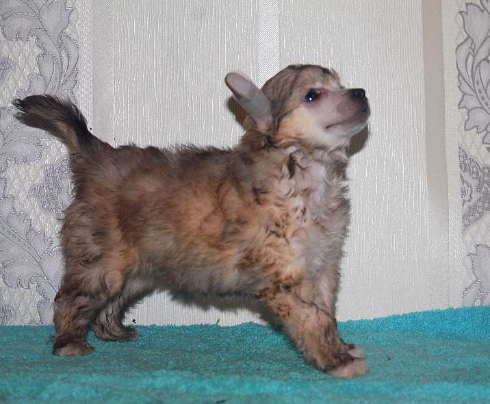 Paola Molosos Gratzi