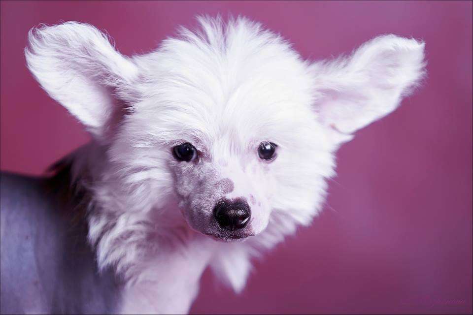 Velikaya Imperiya Liang Ognenny Feniks