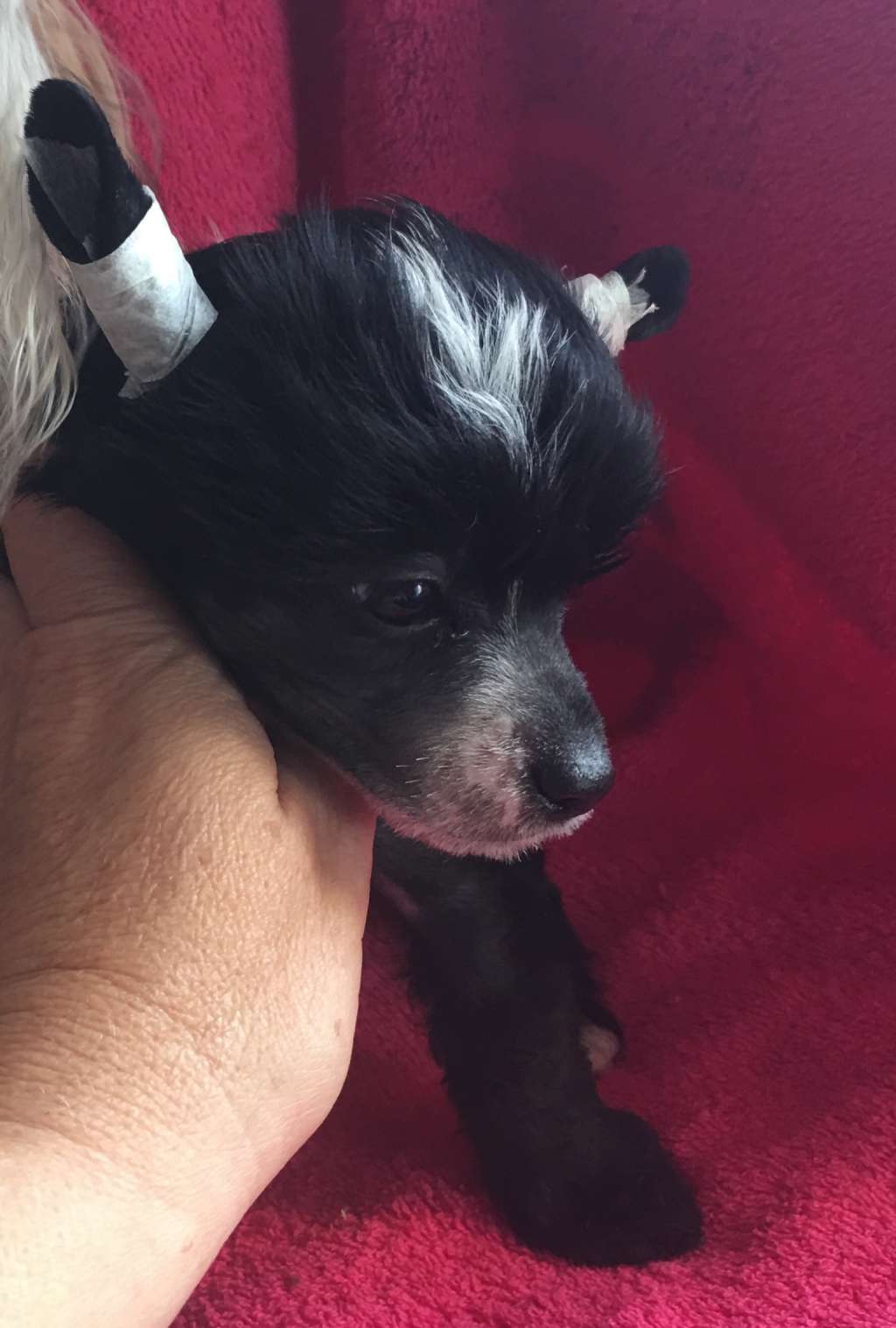 Chic To Chic Stromboly